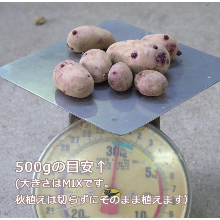 今期品薄 ＼マツコの知らない世界で特集／『じゃがいも 種イモ レア