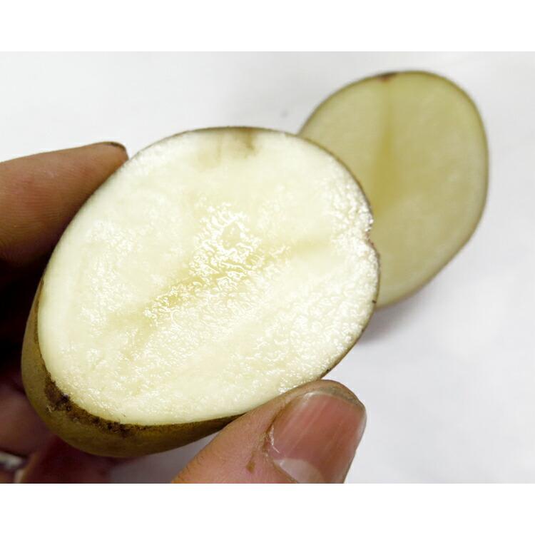 マツコの知らない世界で特集／『じゃがいも 種芋 種イモ』「はるか