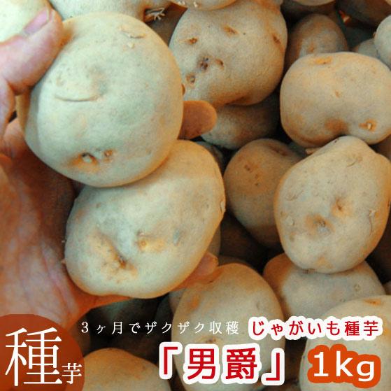 マツコの知らない世界で特集／『じゃがいも 種芋』北海道産「男爵(だん
