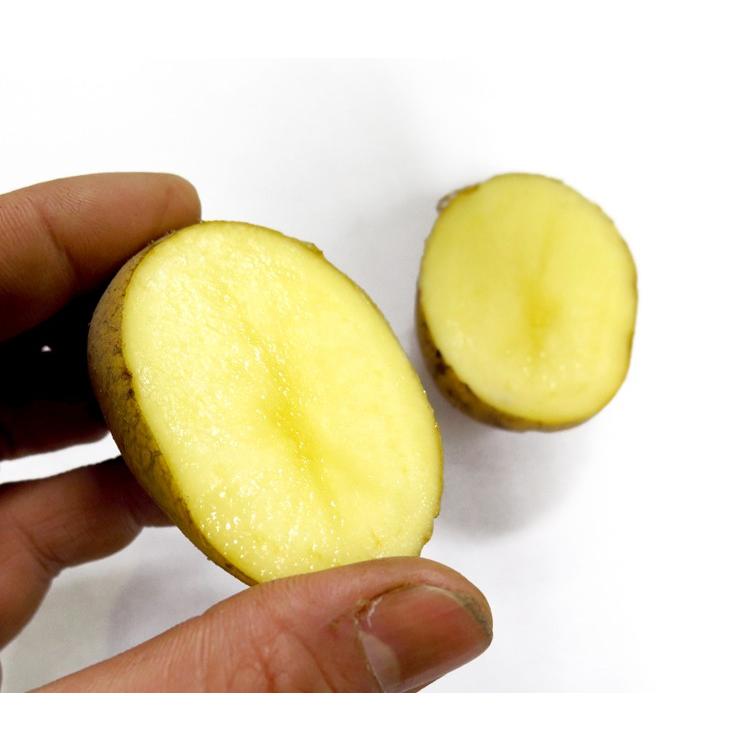 じゃがいも 種芋 種イモ ピルカ 500g 北海道産 検査合格済 苗 種 ばれいしょ ジャガイモ 家庭菜園 苗 Tane Pilka500g 花うるる ハンギング 寄せ植え通販 通販 Yahoo ショッピング