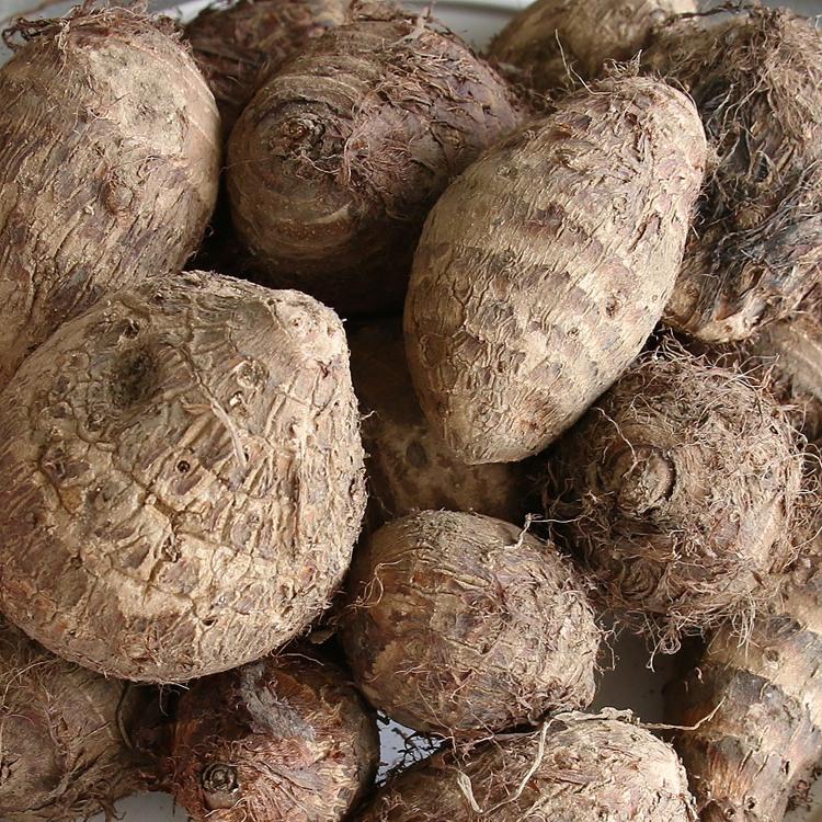 春植え 種芋「 里芋 赤芽大吉 1kg (熊本県産)」 種芋 サトイモ