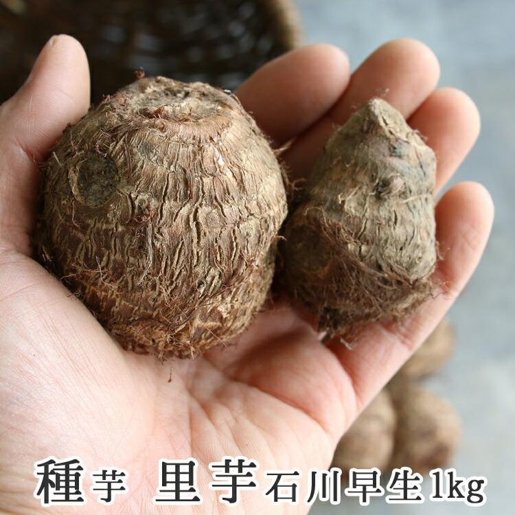 春植え 種芋 里芋 石川早生 1kg 熊本県産 里芋 種芋 サトイモ さといも 里芋種 苗 家庭菜園 苗 Tane Satoimo Ishikawa 花うるる ハンギング 寄せ植え通販 通販 Yahoo ショッピング