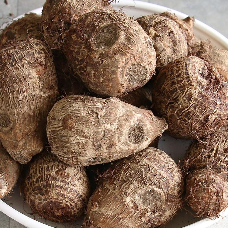 春植え 種芋「 里芋 石川早生 1kg (熊本県産)」 種芋 サトイモ