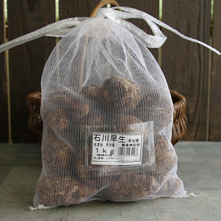 春植え 種芋「 里芋 石川早生 1kg (熊本県産)」 種芋 サトイモ