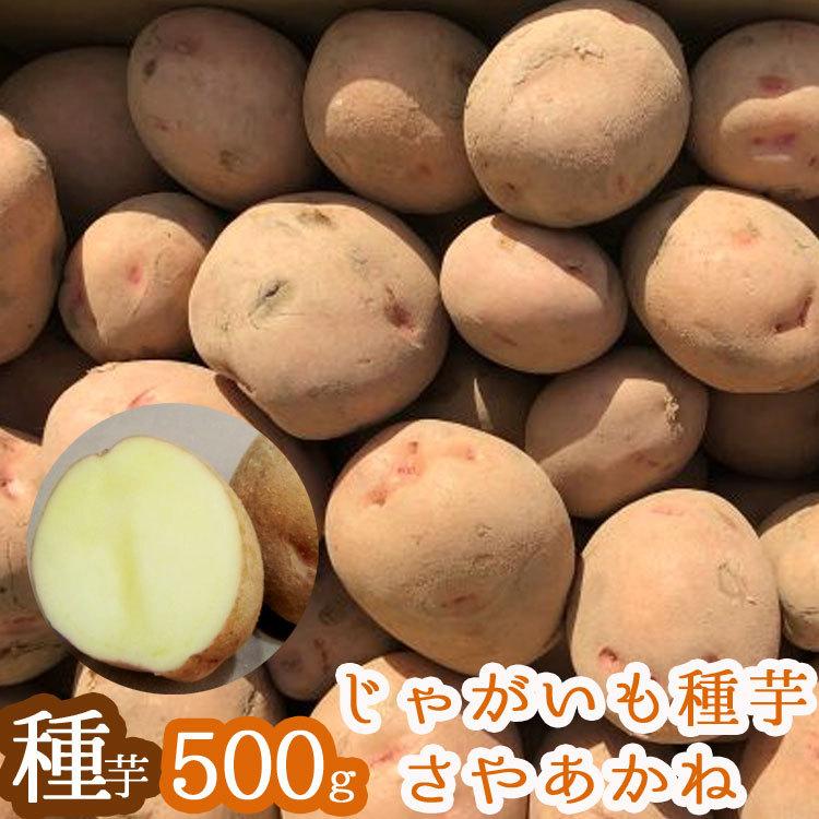 じゃがいも 種芋 種イモ さやあかね 種芋500g 北海道産 (苗 種