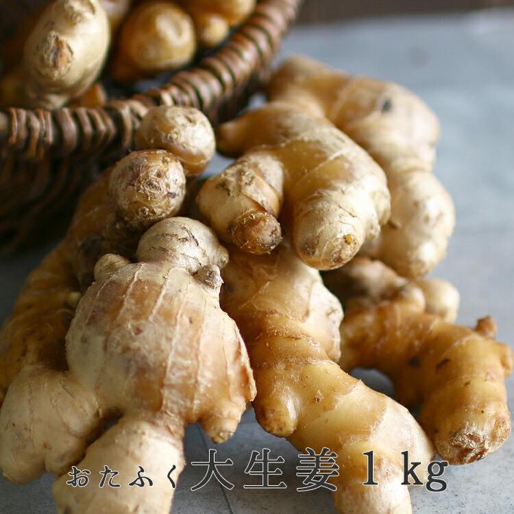 春植え 種ショウガ「 おたふく 大生姜 1kg（長崎県産）洗浄処理済