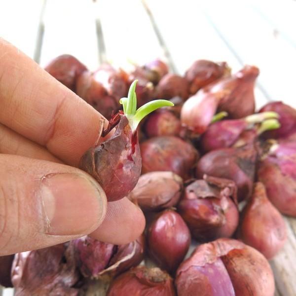 ワケギ（分葱）の球根 200g」(細ネギ・小ネギ・苗・家庭菜園・ベランダ
