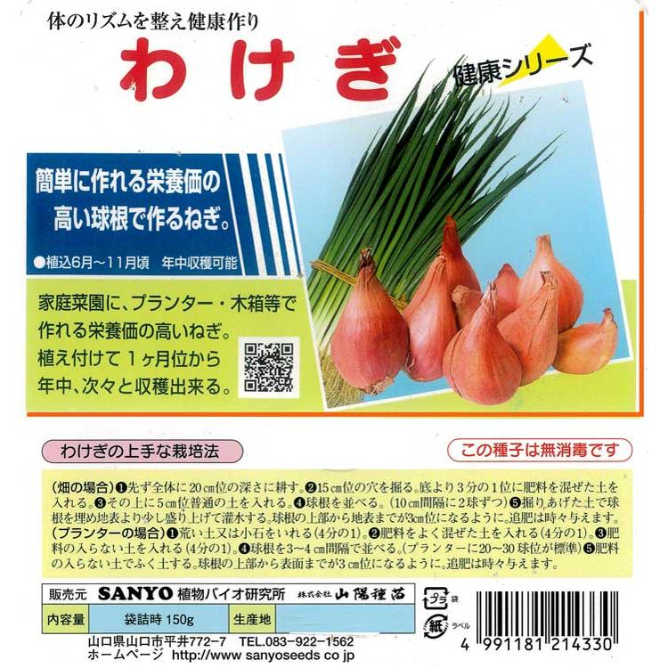 わけぎ (国産）種子 150g」何度も収穫できてコスパ抜群（分葱 球根