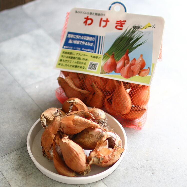 農家も始められるワケギ球根（種球）5キロ わけぎ (国産）種子 150g」何度も収穫できてコスパ抜群（分葱 球根