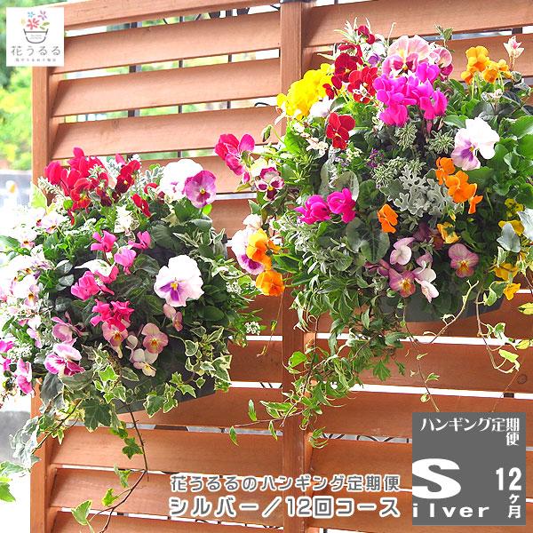 ２つセット HUBSCH / ヒュプシュ Faye ハンギングバスケット ハンギングバスケット定期便〜シルバー」12ヶ月コース (サブスク/寄せ