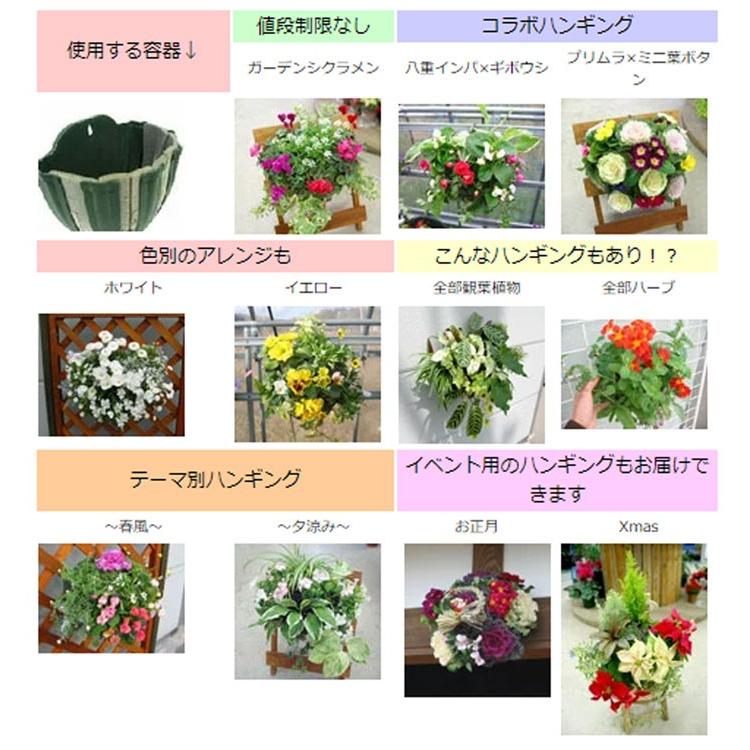 お試し3回コース ハンギングバスケット定期便 シルバー ３回コース 3ヶ月 半年間 サブスク 寄せ植え 春 ギフト 花 フラワー 玄関 おうち時間 Teikibin S3 花うるる ハンギング 寄せ植え通販 通販 Yahoo ショッピング