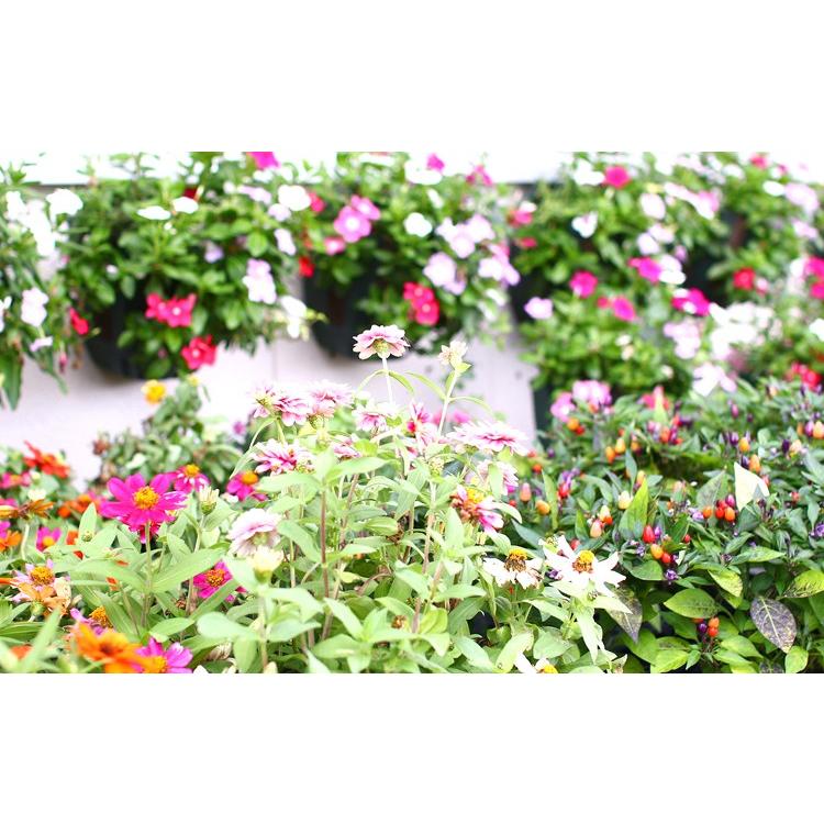 花うるるオリジナル New 特製 培養土 ハンギングバスケットの土 お得な10リットル オリジナル培養土 軽い土 Tuti Original 10l 花うるる ハンギング 寄せ植え通販 通販 Yahoo ショッピング