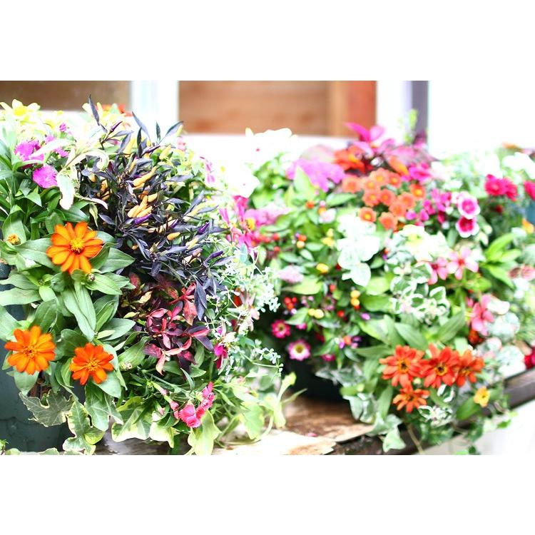 花うるるオリジナル New 特製 培養土 ハンギングバスケットの土 お得な10リットル オリジナル培養土 軽い土 Tuti Original 10l 花うるる ハンギング 寄せ植え通販 通販 Yahoo ショッピング