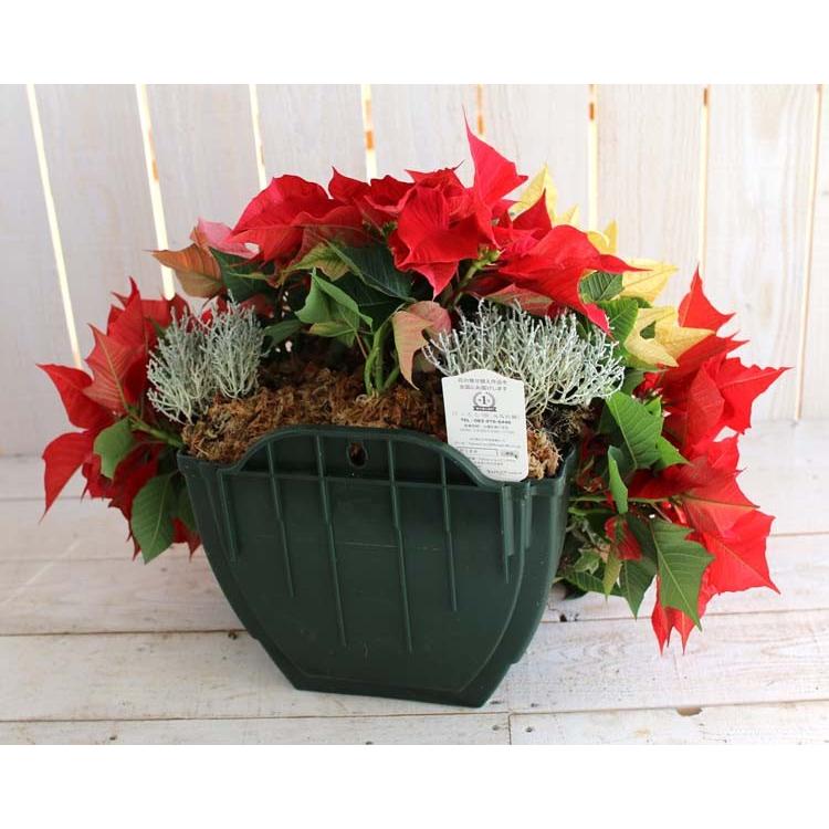 ポインセチアのハンギング寄せ植え Xmasアレンジ 寄せ植え クリスマス 飾り 冬 室内 ギフト プレゼント お歳暮 Xmas08 2 花うるる ハンギング 寄せ植え通販 通販 Yahoo ショッピング