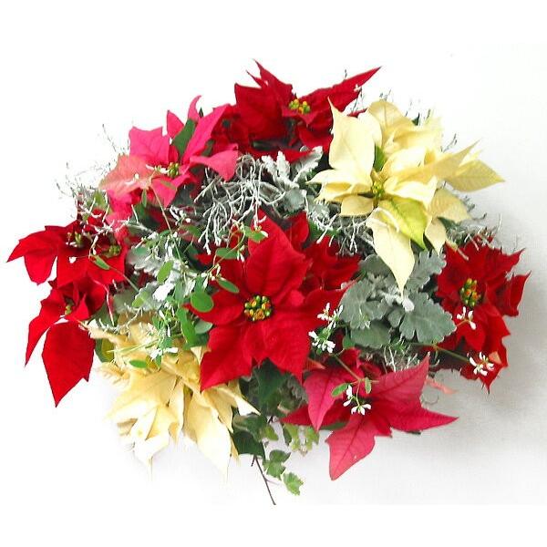 ポインセチアのハンギング寄せ植え Xmasアレンジ 寄せ植え クリスマス 飾り 冬 室内 ギフト プレゼント お歳暮 Xmas08 2 花うるる ハンギング 寄せ植え通販 通販 Yahoo ショッピング