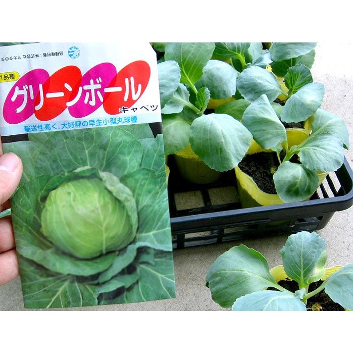 1ポットからお届けok 秋キャベツ苗 サワーボール おきな など 品種いろいろ 3号ポット 収穫 11 ２月 ベランダ 玄関 キッチン 家庭菜園で Yasai Kyabet 花うるる ハンギング 寄せ植え通販 通販 Yahoo ショッピング