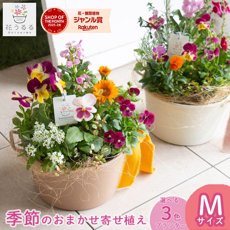 【リユース鉢お値引品】深みレッドの大人かわいい寄せ植え リユース鉢お値引品】深みレッドの大人かわいい寄せ植え 2024/25寄せ