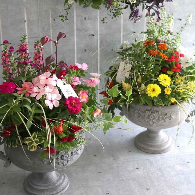送料無料 おまかせ ブリキプランター 寄せ植え 選べる鉢３タイプ 季節の花苗をアレンジ ギャザリング 寄せ植え 秋 冬 フラワー ギフト クラシック Yose Buriki Marukaku 花うるる ハンギング 寄せ植え通販 通販 Yahoo ショッピング