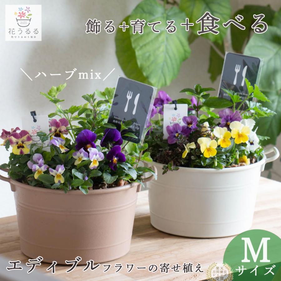 売り尽くし／＼食べれる寄せ植え／エディブルフラワー[ビオラと