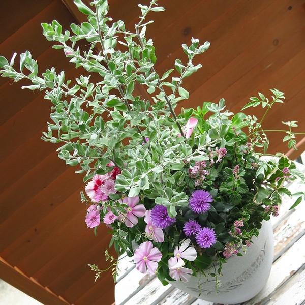 秋のギャザリング寄せ植え flower（ファッション） 限定4鉢限り 送料無料 秋の