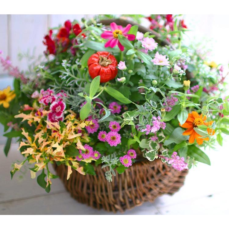 オーダー可能 送料無料 花うるるアレンジ かご型ギャザリング寄せ植え ｌサイズ 人気液肥６週間分おまけ付きギャザリング 寄せ植え 花 ガーデニング Yose Gyz Kago L 花うるる ハンギング 寄せ植え通販 通販 Yahoo ショッピング
