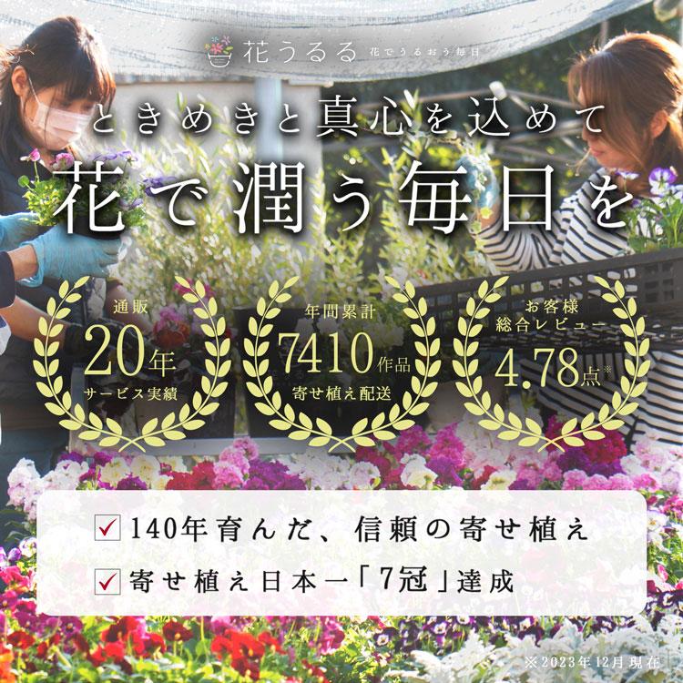 『5/13〜20発送分』母の日 遅れてごめんね 花うるる 寄せ植え 送料無料「カーネーション アレンジ  Lサイズ」(花 プレゼント ペチュニア サフィニア ギフト｜hanaururu｜03