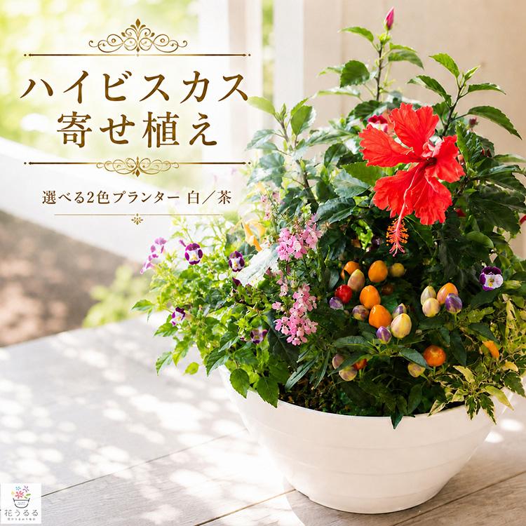 夏に映えるトロピカルな寄せ植え／花うるるおまかせのハイビスカス寄せ