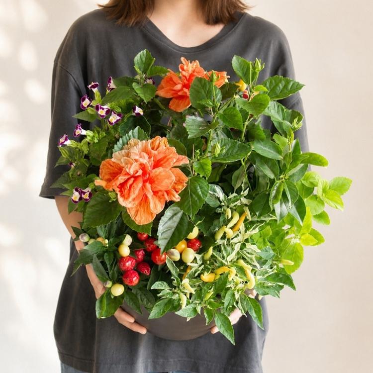 夏に映えるトロピカルな寄せ植え／花うるるおまかせのハイビスカス寄せ