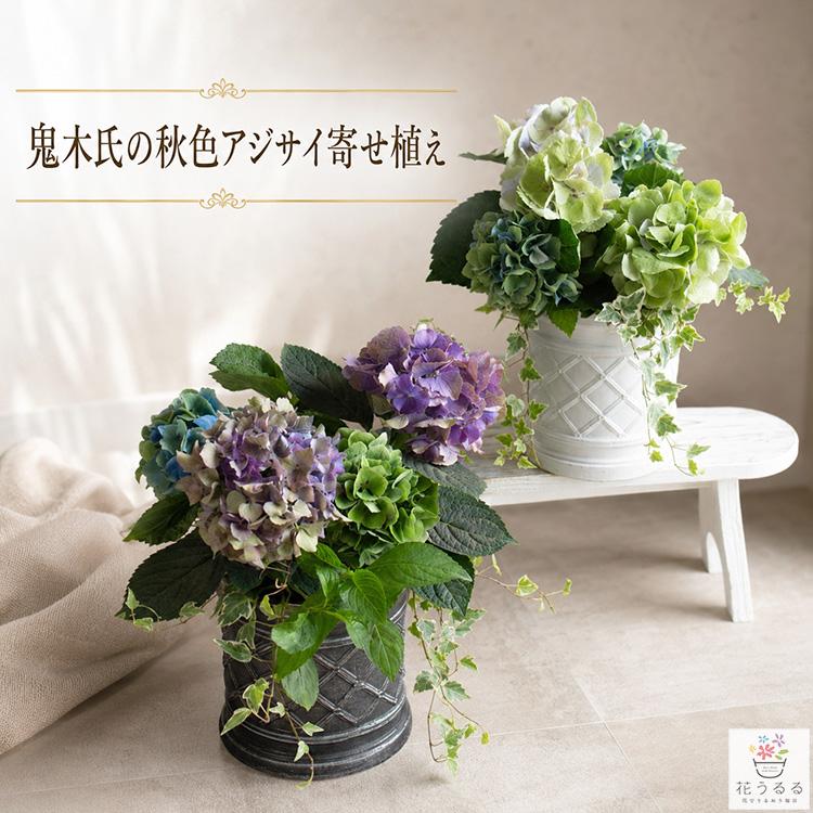 期間&数量限定／ 花うるる寄せ植えアレンジ『鬼木氏の秋色アジサイ