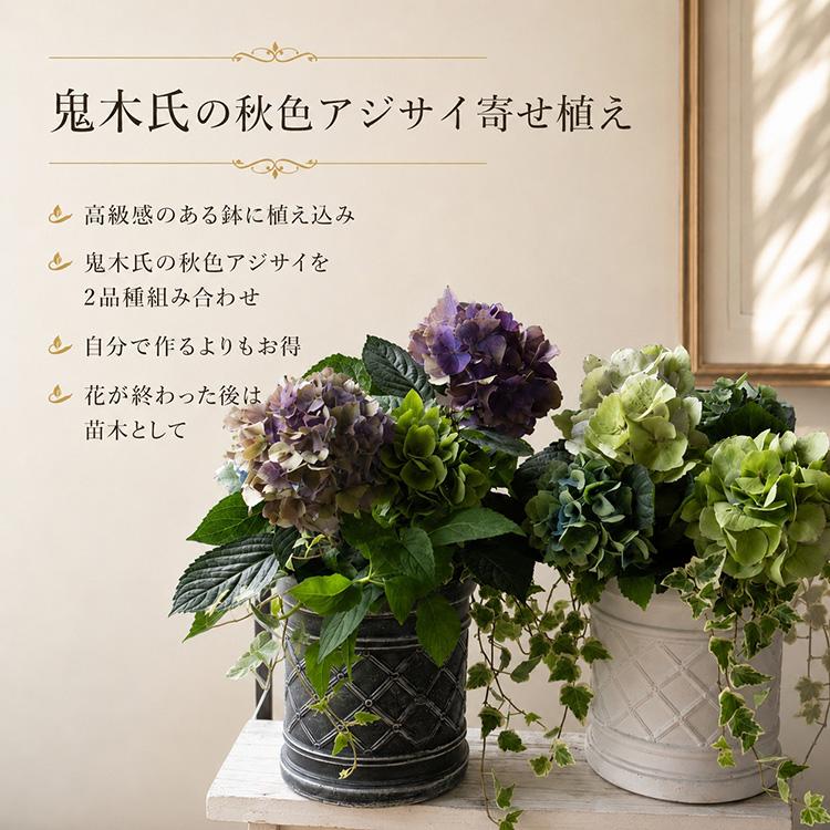 期間&数量限定／ 花うるる寄せ植えアレンジ『鬼木氏の秋色アジサイ