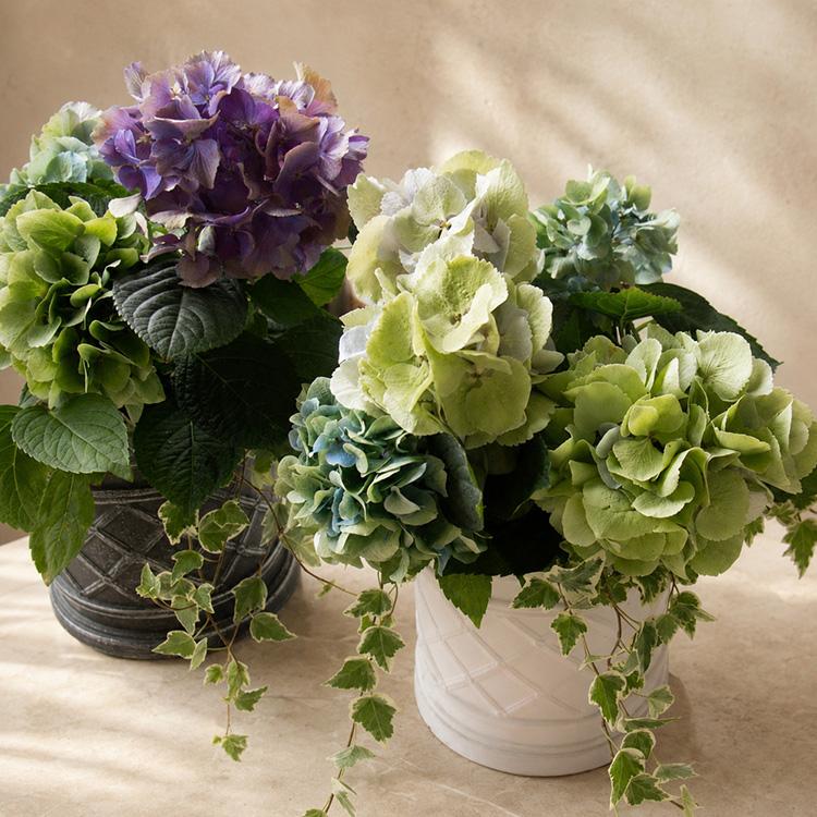期間&数量限定／ 花うるる寄せ植えアレンジ『鬼木氏の秋色アジサイ
