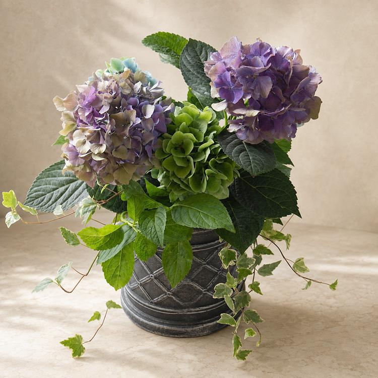 期間&数量限定／ 花うるる寄せ植えアレンジ『鬼木氏の秋色アジサイ