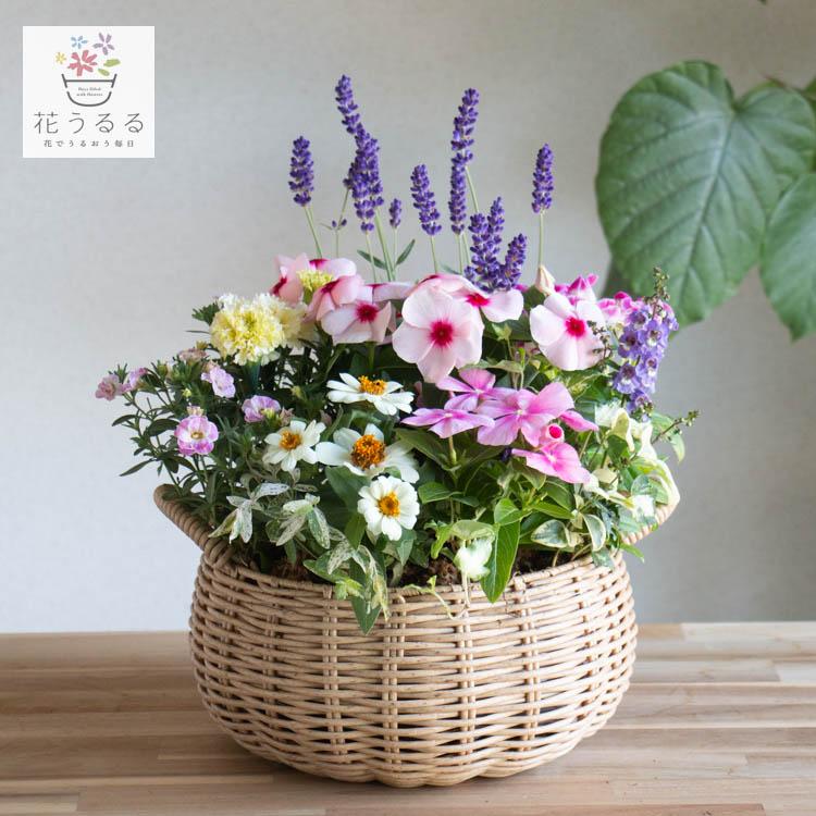 寄せ植え　花■大人可愛いバスケット 花うるる おまかせ／「季節の寄せ植えinジェミニバスケット ロウ(S