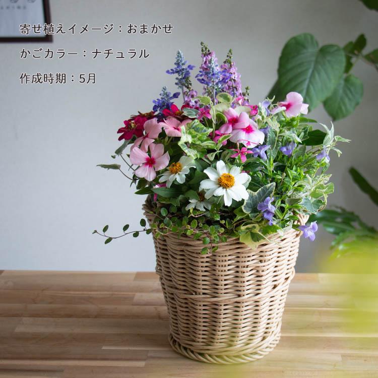 花うるる おまかせ／「季節の寄せ植えinジェミニバスケット シリンダ