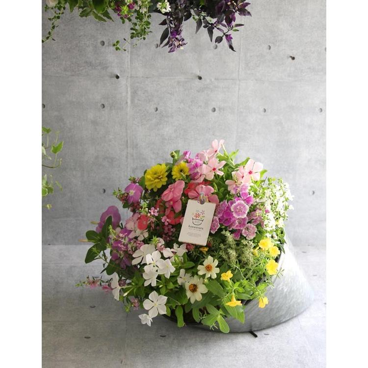春の寄せ植え 花うるるアレンジ メタルポット 寄せ植え Mサイズ 寄植え ブリキ メタル ハンギング 花束 ギフト プレゼント Yose Metalpot M 花うるる ハンギング 寄せ植え通販 通販 Yahoo ショッピング