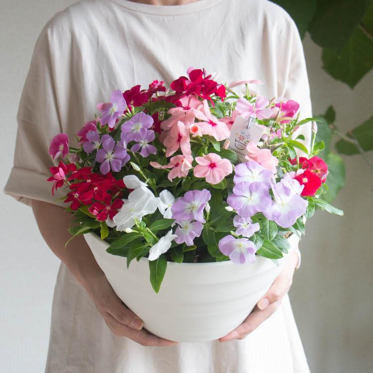 十二単風　だぶるフラワー 十二単風 だぶるフラワー 十二単風 だぶるフラワー 十二単の種類