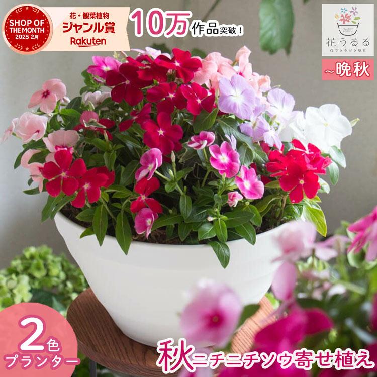 ニチニチソウ 寄せ植え[カラフルMIX(プランターver] ビンカ 日日草 苗