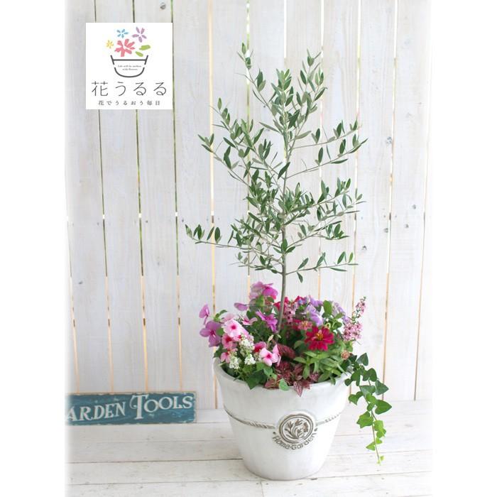 選べる鉢7種類 送料無料 「オリーブの木 〜季節の花を寄せ植え（高さ