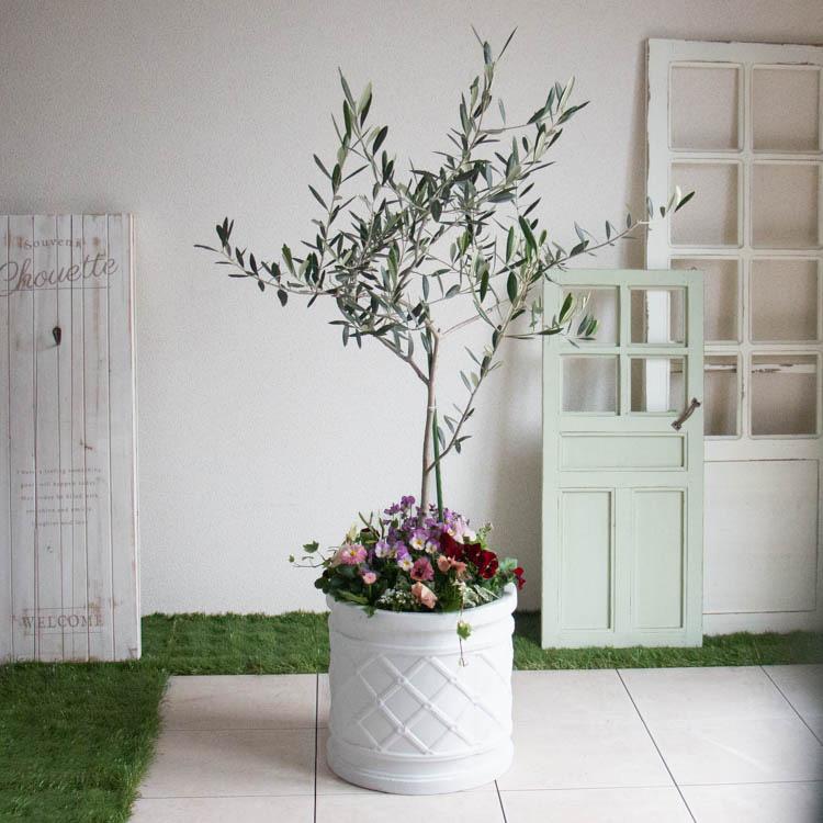 数量限定／オリーブの花うるる寄せ植え『丸白鉢』(高さ100cm〜130cm