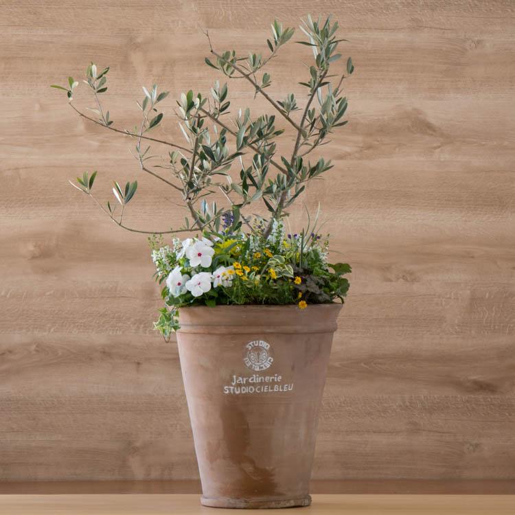 写真の現品限り 送料無料 「オリーブの木 〜季節の花を寄せ植え