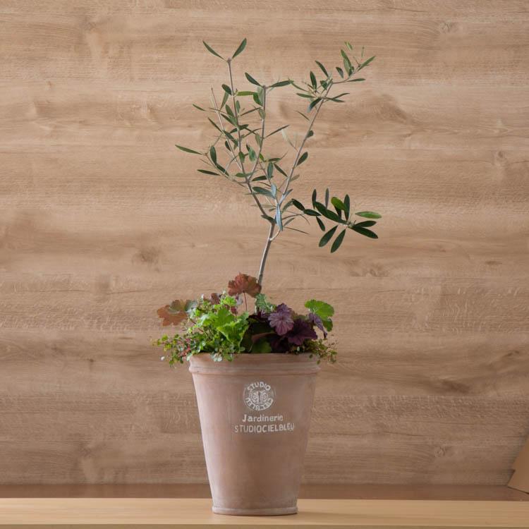 写真の現品限り 送料無料 「オリーブの木 〜季節の花を寄せ植え