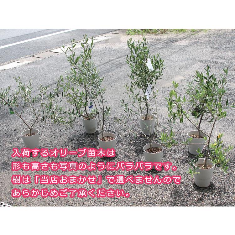 送料無料 オリーブの木 季節の花を寄せ植え 高さ100cm 130cm前後 個体差あり オリーブ 鉢植え 開店祝い 店舗 シンボルツリー 寄せ植え おしゃれ Yose Orib Regular 花うるる ハンギング 寄せ植え通販 通販 Yahoo ショッピング