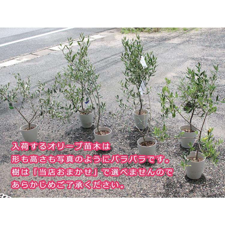 送料無料』「オリーブの木 〜季節の花を寄せ植え(高さ100cm