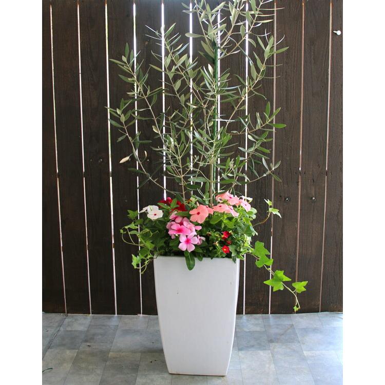 送料無料』「オリーブの木 〜季節の花を寄せ植え(高さ100cm