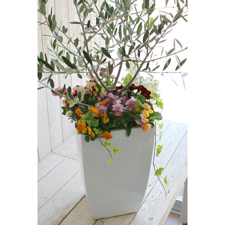 送料無料』「オリーブの木 〜季節の花を寄せ植え(高さ100cm