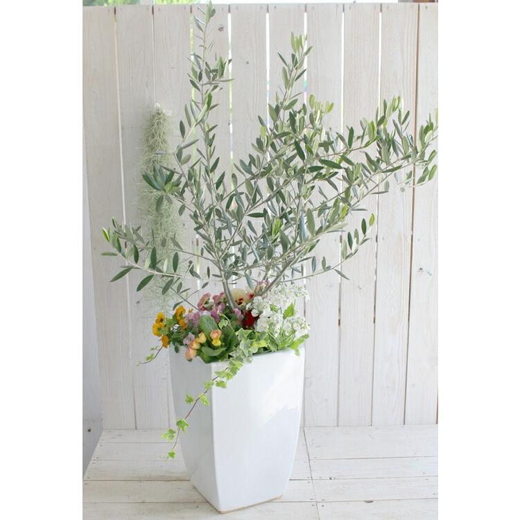 送料無料』「オリーブの木 〜季節の花を寄せ植え(高さ100cm