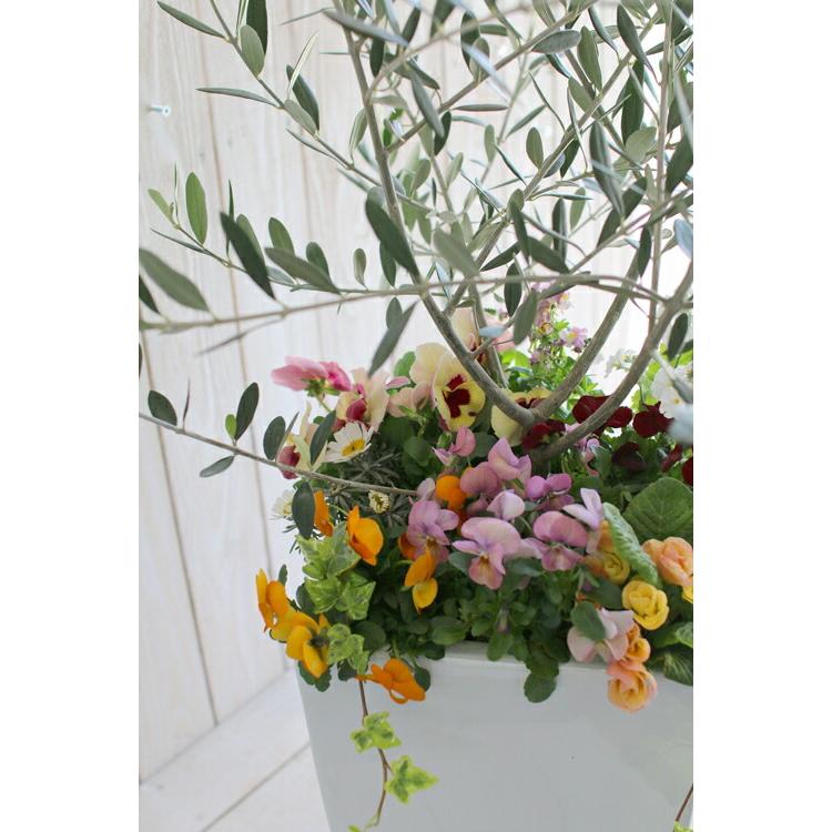 オリーブの木 〜＼花うるる おまかせ／季節の寄せ植えセット(高さ100cm