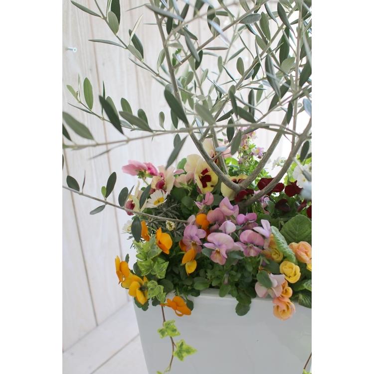 送料無料 オリーブの木 季節の花を寄せ植え 高さ100cm 130cm前後 個体差あり オリーブ 鉢植え 開店祝い 店舗 シンボルツリー 寄せ植え おしゃれ Yose Orib Regular 花うるる ハンギング 寄せ植え通販 通販 Yahoo ショッピング