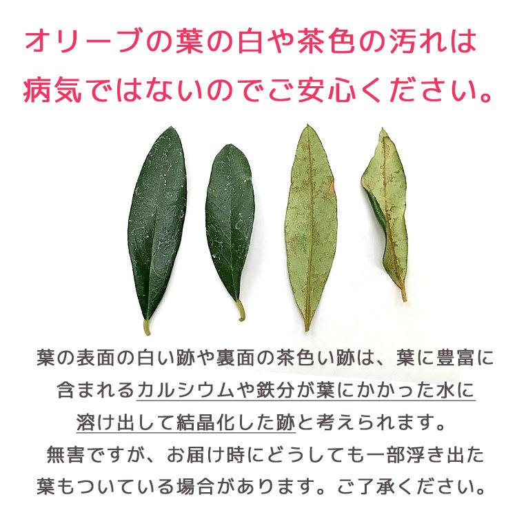 送料無料 オリーブの木 季節の花を寄せ植え 高さ100cm 130cm前後 個体差あり オリーブ 鉢植え 開店祝い 店舗 シンボルツリー 寄せ植え おしゃれ Yose Orib Regular 花うるる ハンギング 寄せ植え通販 通販 Yahoo ショッピング