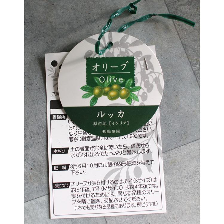 SALE 送料無料 「オリーブ × 季節の花 寄せ植え 選べる陶器鉢 黒 (高さ